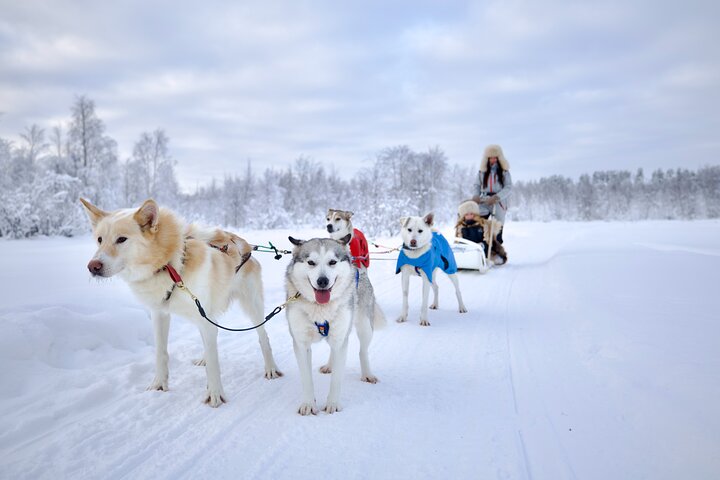 Lapland Wilderness Husky Safari 7,5 km