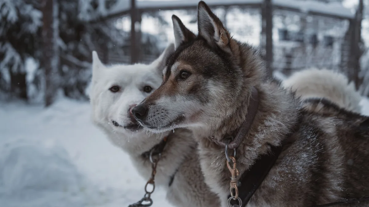 Husky sled dog team Lapland winter Finland Arctic adventure