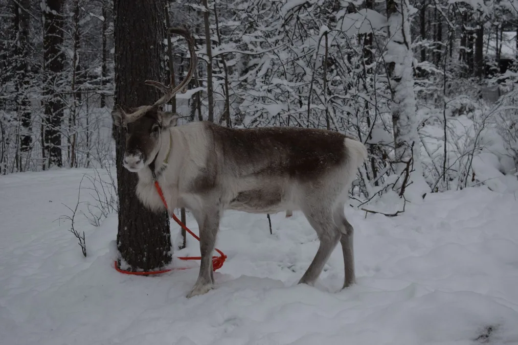 Arctic reindeer Rovaniemi Lapland winter Finland snow