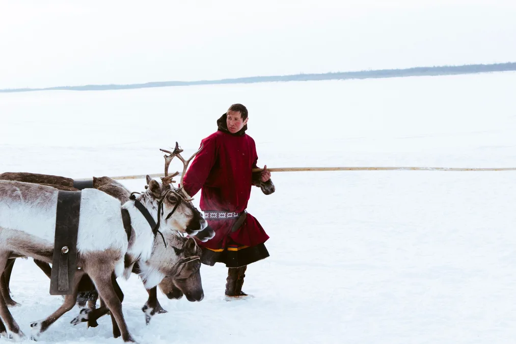 Reindeer farm Lapland Finland Arctic winter Sami culture