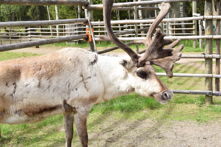 Rentierfarm Erlebnis